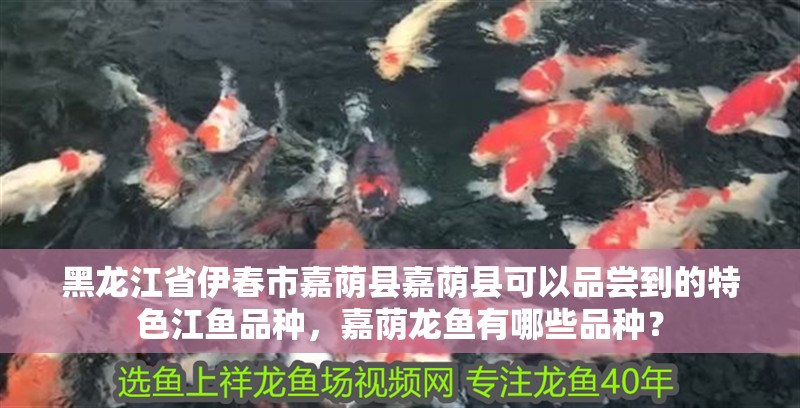 黑龍江省伊春市嘉蔭縣嘉蔭縣可以品嘗到的特色江魚品種，嘉蔭龍魚有哪些品種？