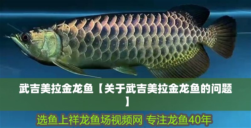 武吉美拉金龍魚【關于武吉美拉金龍魚的問題】