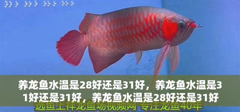 養龍魚水溫是28好還是31好，養龍魚水溫是31好還是31好，養龍魚水溫是28好還是31好