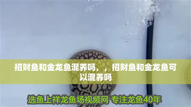 招財(cái)魚和金龍魚混養(yǎng)嗎，，招財(cái)魚和金龍魚可以混養(yǎng)嗎