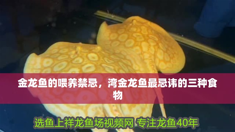 金龍魚的喂養禁忌，灣金龍魚最忌諱的三種食物