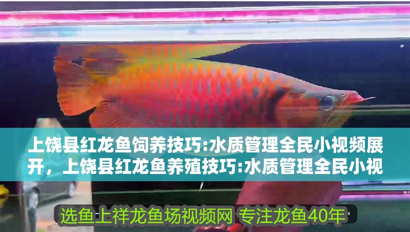 上饒縣紅龍魚飼養技巧:水質管理全民小視頻展開，上饒縣紅龍魚養殖技巧:水質管理全民小視頻展開