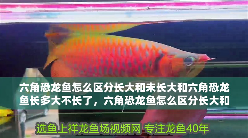 六角恐龍魚怎么區分長大和未長大和六角恐龍魚長多大不長了，六角恐龍魚怎么區分長大和未長大 六角恐龍魚怎么區分長大和未長大和六角恐龍魚長多大不長了，六角恐龍魚怎么區分長大和未長大 觀賞魚百科 第1張