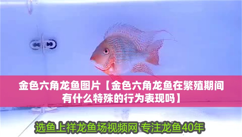 金色六角龍魚圖片【金色六角龍魚在繁殖期間有什么特殊的行為表現嗎】