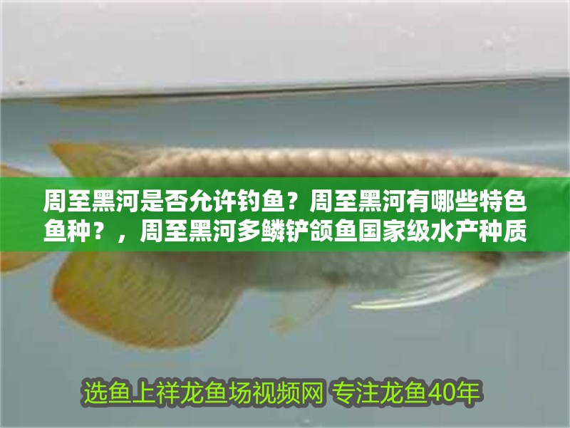 周至黑河是否允許釣魚？周至黑河有哪些特色魚種？，周至黑河多鱗鏟頜魚國家級水產(chǎn)種質(zhì)資源保護區(qū)開展保護