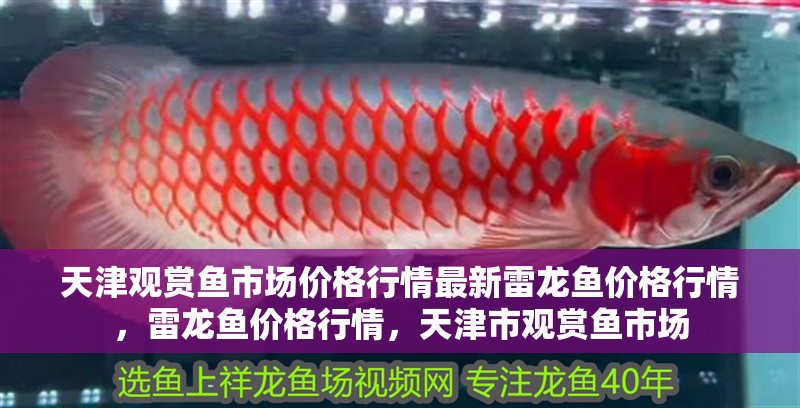 天津觀賞魚市場價格行情最新雷龍魚價格行情，雷龍魚價格行情，天津市觀賞魚市場