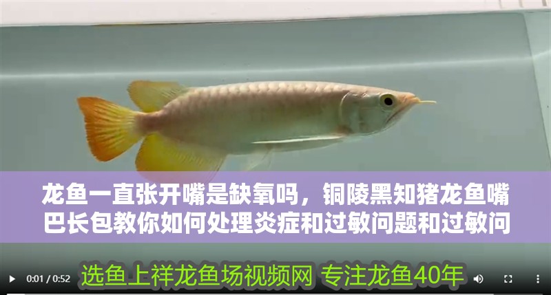 龍魚一直張開嘴是缺氧嗎，銅陵黑知豬龍魚嘴巴長包教你如何處理炎癥和過敏問題和過敏問題