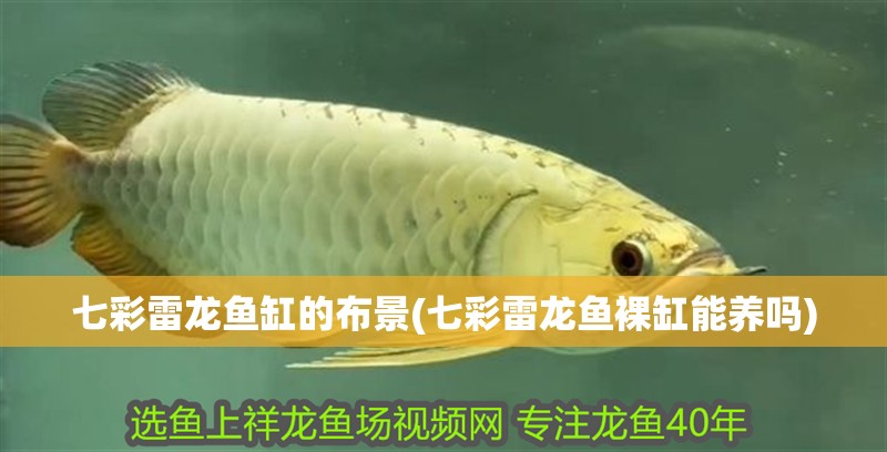 七彩雷龍魚缸的布景(七彩雷龍魚裸缸能養嗎)