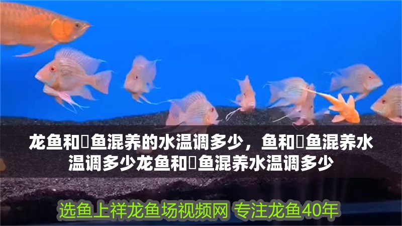 龍魚和魟魚混養(yǎng)的水溫調(diào)多少，魚和魟魚混養(yǎng)水溫調(diào)多少龍魚和魟魚混養(yǎng)水溫調(diào)多少