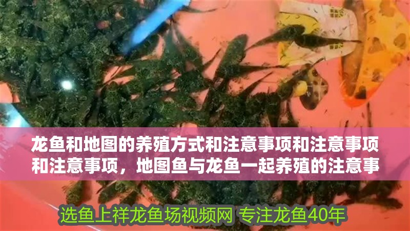 龍魚和地圖的養殖方式和注意事項和注意事項和注意事項，地圖魚與龍魚一起養殖的注意事項 龍魚和地圖的養殖方式和注意事項和注意事項和注意事項，地圖魚與龍魚一起養殖的注意事項 觀賞魚百科 第3張