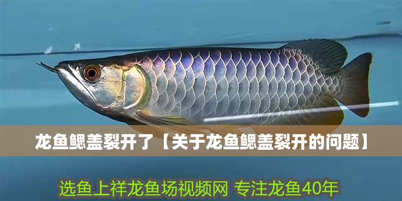 龍魚鰓蓋裂開了【關于龍魚鰓蓋裂開的問題】