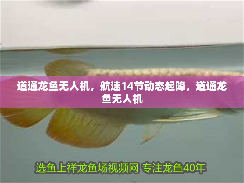 道通龍魚無人機，航速14節動態起降，道通龍魚無人機