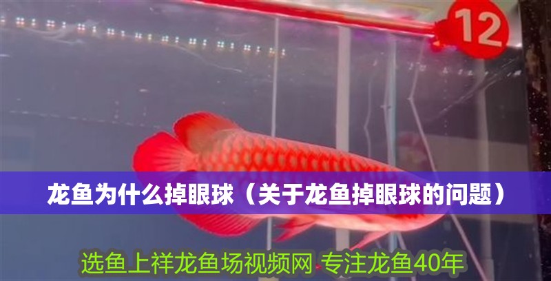 龍魚為什么掉眼球（關于龍魚掉眼球的問題） 龍魚為什么掉眼球（關于龍魚掉眼球的問題） 觀賞魚百科 第2張