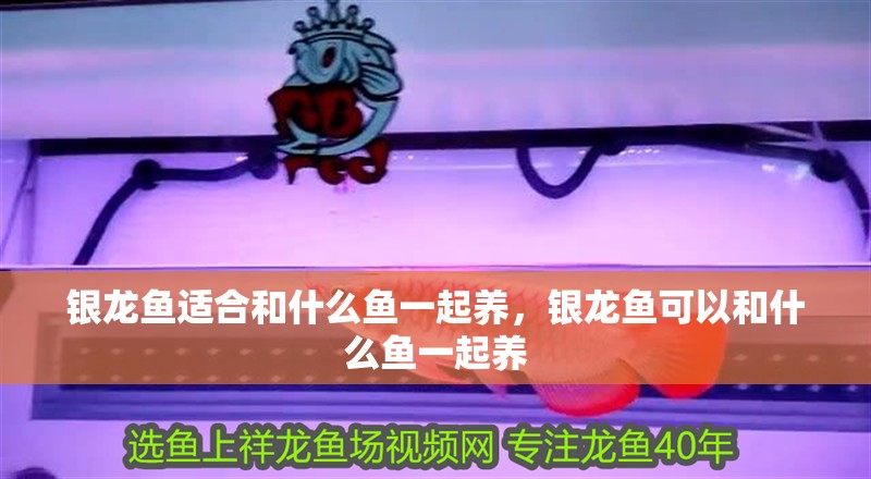 銀龍魚適合和什么魚一起養，銀龍魚可以和什么魚一起養