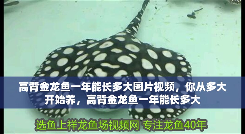 高背金龍魚一年能長多大圖片視頻，你從多大開始養，高背金龍魚一年能長多大