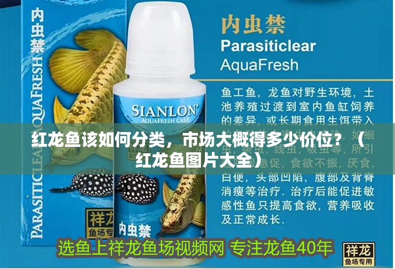 紅龍魚該如何分類，市場大概得多少價位？（紅龍魚圖片大全）