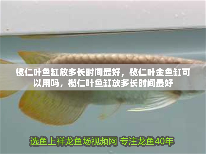 欖仁葉魚缸放多長時間最好，欖仁葉金魚缸可以用嗎，欖仁葉魚缸放多長時間最好