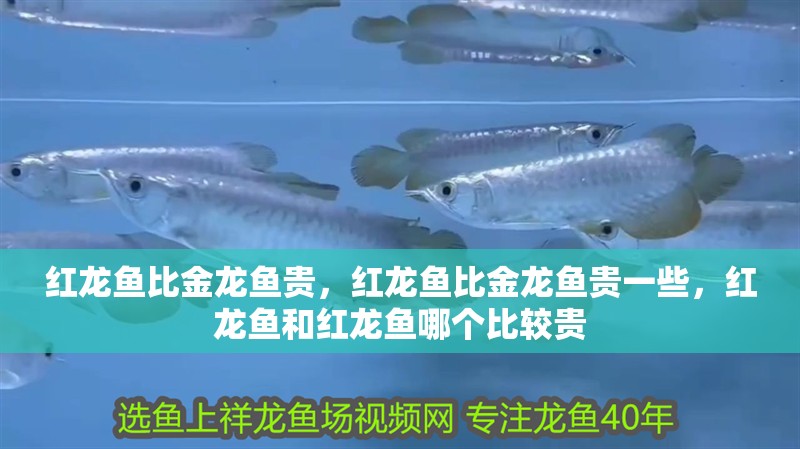 紅龍魚比金龍魚貴，紅龍魚比金龍魚貴一些，紅龍魚和紅龍魚哪個比較貴