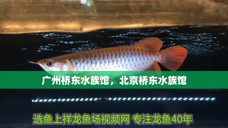廣州橋東水族館，北京橋東水族館