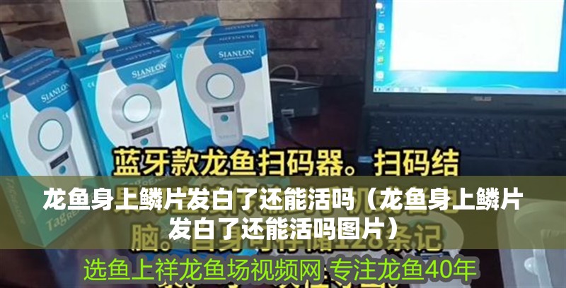 龍魚身上鱗片發(fā)白了還能活嗎（龍魚身上鱗片發(fā)白了還能活嗎圖片）