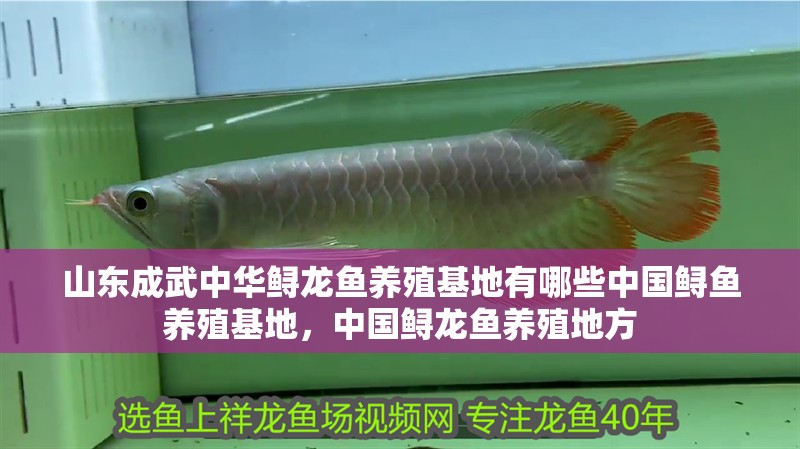 山東成武中華鱘龍魚養殖基地有哪些中國鱘魚養殖基地，中國鱘龍魚養殖地方