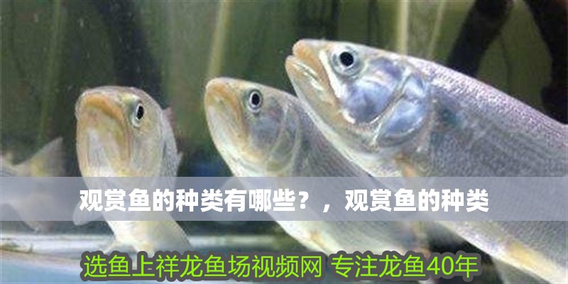 觀賞魚的種類有哪些？，觀賞魚的種類