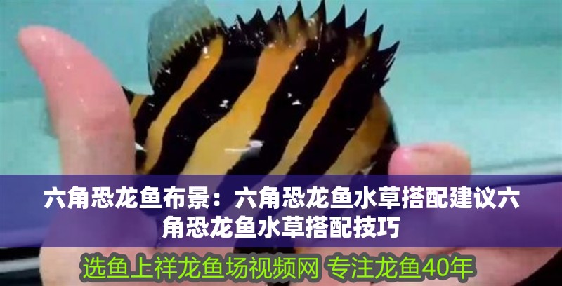 六角恐龍魚布景：六角恐龍魚水草搭配建議六角恐龍魚水草搭配技巧