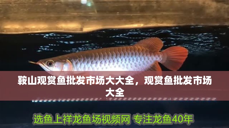鞍山觀賞魚批發市場大大全，觀賞魚批發市場大全 鞍山觀賞魚批發市場大大全，觀賞魚批發市場大全 觀賞魚百科 第2張