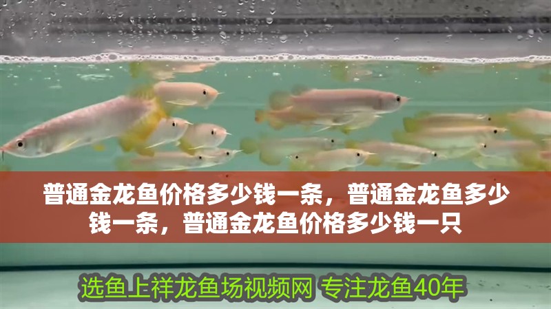 普通金龍魚價(jià)格多少錢一條，普通金龍魚多少錢一條，普通金龍魚價(jià)格多少錢一只