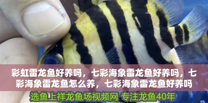 彩虹雷龍魚好養嗎，七彩海象雷龍魚好養嗎，七彩海象雷龍魚怎么養，七彩海象雷龍魚好養嗎