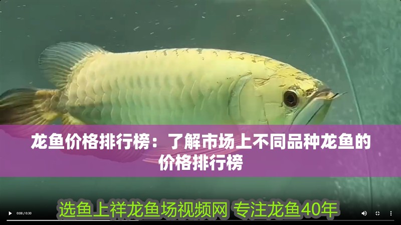 龍魚價格排行榜：了解市場上不同品種龍魚的價格排行榜