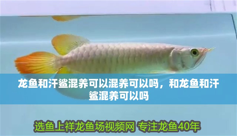龍魚和汗鯊混養可以混養可以嗎，和龍魚和汗鯊混養可以嗎