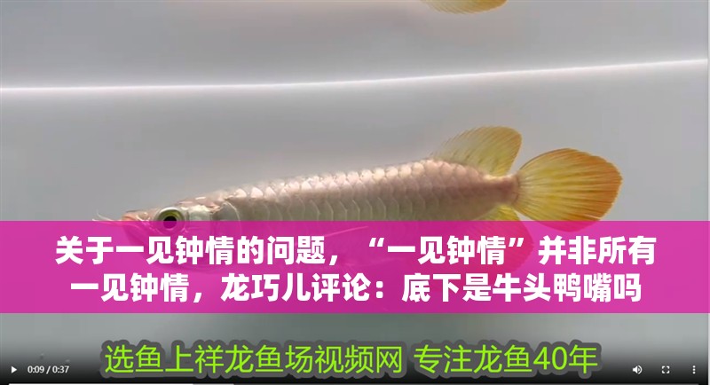 關(guān)于一見鐘情的問題，“一見鐘情”并非所有一見鐘情，龍巧兒評論：底下是牛頭鴨嘴嗎