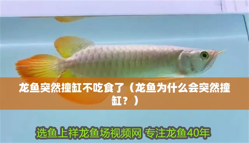 龍魚突然撞缸不吃食了（龍魚為什么會突然撞缸？）