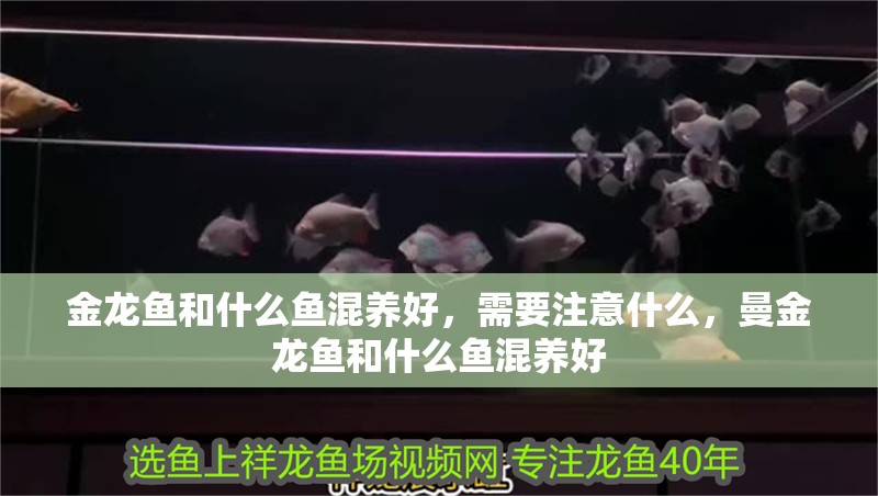 金龍魚和什么魚混養好，需要注意什么，曼金龍魚和什么魚混養好