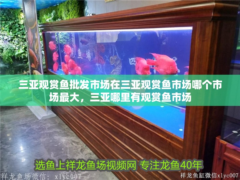 三亞觀賞魚批發市場在三亞觀賞魚市場哪個市場最大，三亞哪里有觀賞魚市場