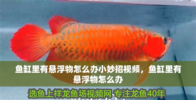 魚缸里有懸浮物怎么辦小妙招視頻，魚缸里有懸浮物怎么辦