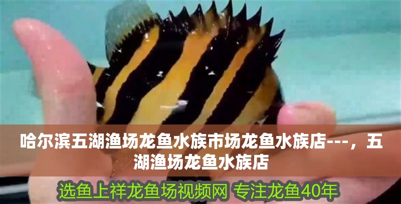 哈爾濱五湖漁場龍魚水族市場龍魚水族店---，五湖漁場龍魚水族店