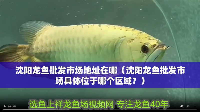 沈陽龍魚批發市場地址在哪（沈陽龍魚批發市場具體位于哪個區域？）