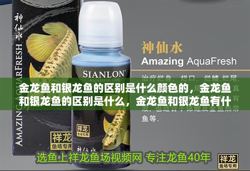 金龍魚和銀龍魚的區別是什么顏色的，金龍魚和銀龍魚的區別是什么，金龍魚和銀龍魚有什么區別