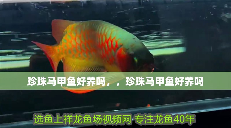 珍珠馬甲魚好養嗎，，珍珠馬甲魚好養嗎