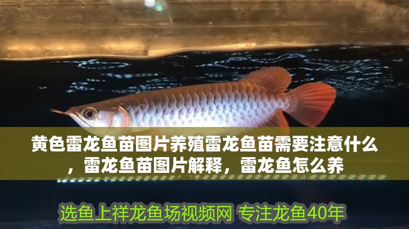 黃色雷龍魚苗圖片養(yǎng)殖雷龍魚苗需要注意什么，雷龍魚苗圖片解釋，雷龍魚怎么養(yǎng)