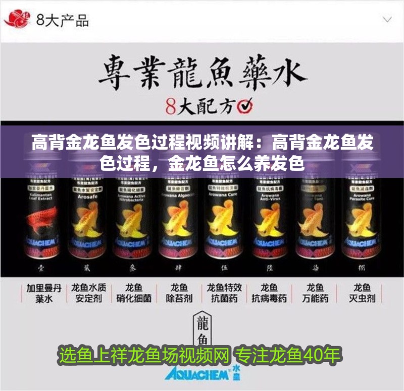 高背金龍魚發色過程視頻講解：高背金龍魚發色過程，金龍魚怎么養發色