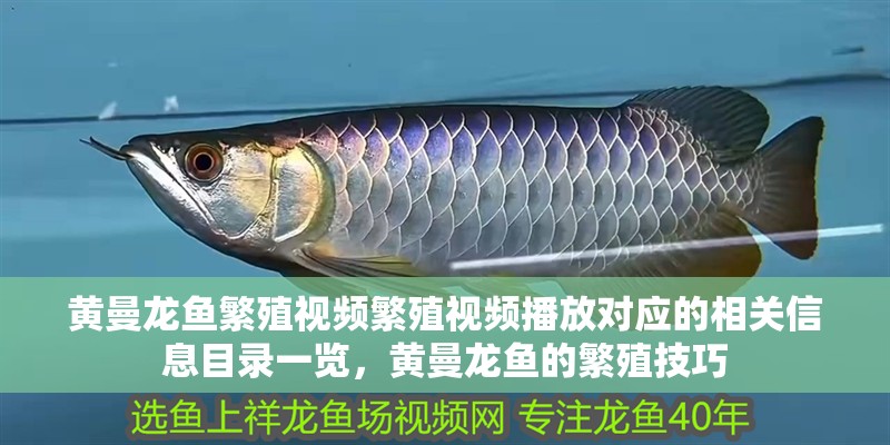 黃曼龍魚繁殖視頻繁殖視頻播放對應的相關信息目錄一覽，黃曼龍魚的繁殖技巧