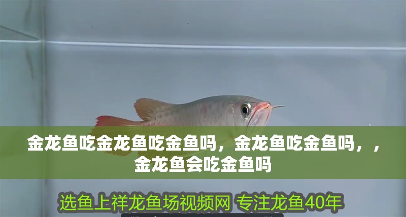 金龍魚吃金龍魚吃金魚嗎，金龍魚吃金魚嗎，，金龍魚會(huì)吃金魚嗎