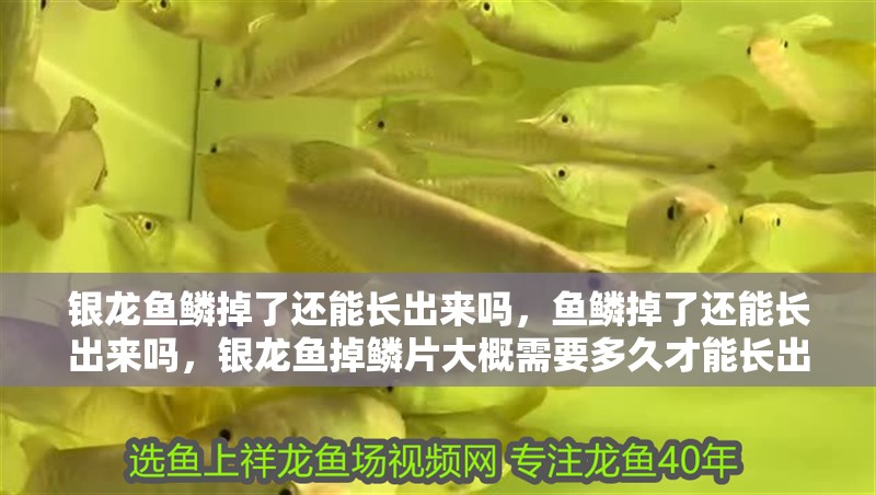 銀龍魚鱗掉了還能長出來嗎，魚鱗掉了還能長出來嗎，銀龍魚掉鱗片大概需要多久才能長出來