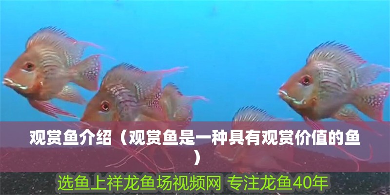 觀賞魚介紹（觀賞魚是一種具有觀賞價值的魚）