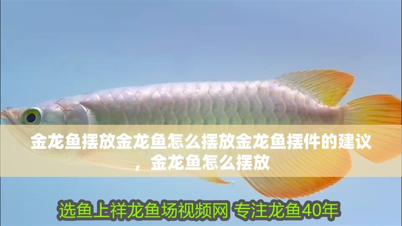 金龍魚擺放金龍魚怎么擺放金龍魚擺件的建議，金龍魚怎么擺放