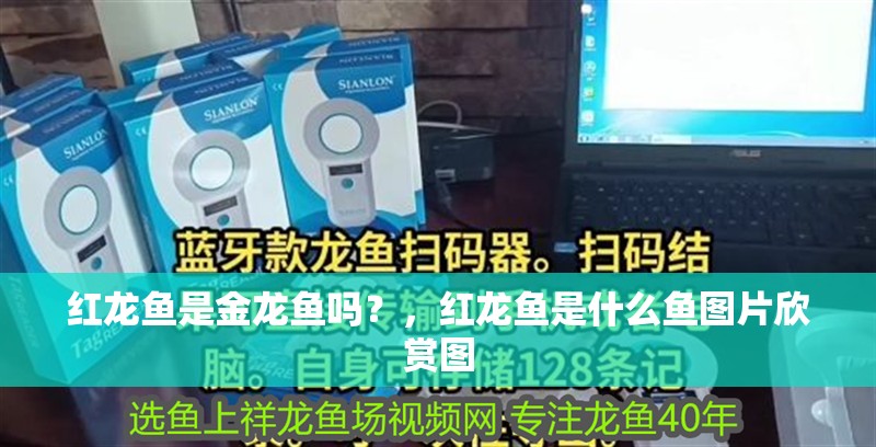 紅龍魚是金龍魚嗎？，紅龍魚是什么魚圖片欣賞圖