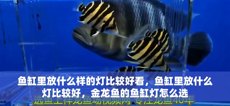魚缸里放什么樣的燈比較好看，魚缸里放什么燈比較好，金龍魚的魚缸燈怎么選